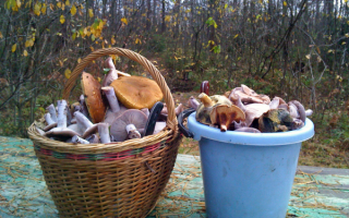 Удачная грибная охота