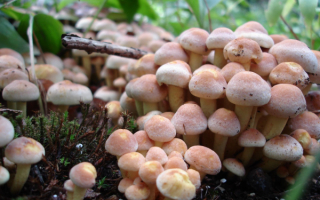 Грибы опята