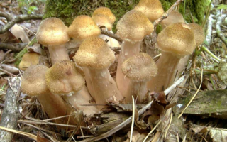 Опята под деревом