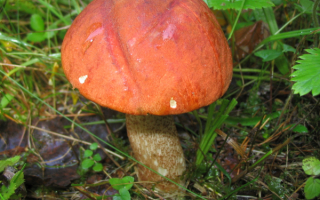 Гриб подосиновик