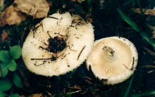 Белые грузди