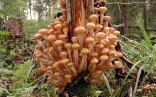 Грибы опята на коряге