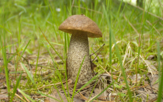 Гриб подберезовик