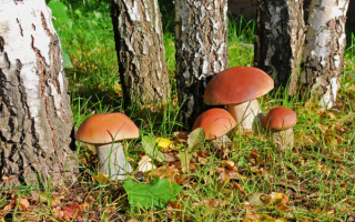 Белые грибочки