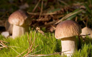 Белые грибы в траве