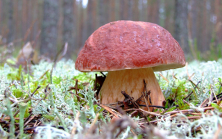 Гриб белый сосновый