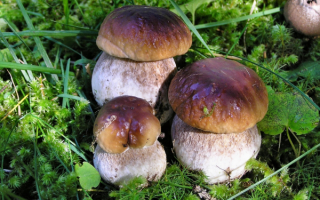 Грибы боровики