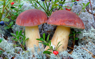 Два белых сосновых гриба