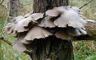 Вешенки дубовые