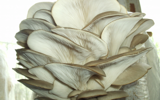 Вешенки обыкновенные