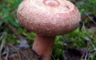 Гриб волнушка розовая