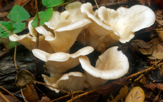 Грибы вешенки устричные