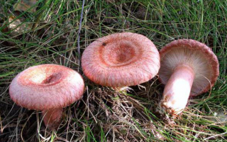 Грибы волнушки