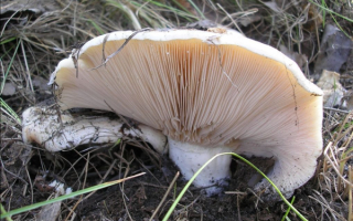 Гриб груздь