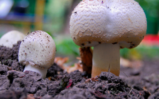 Грибы дождевики