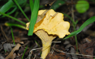 Гриб лисичка