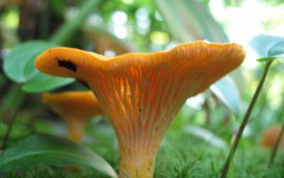 Лисички в траве