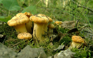 Лисички на опушке