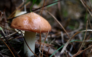 Гриб масленок