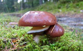 Два масленка