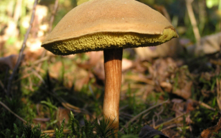 Гриб моховик