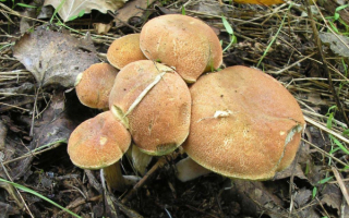 Грибы моховики