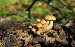 Опята на валежине