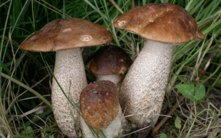 Подберезовики в траве