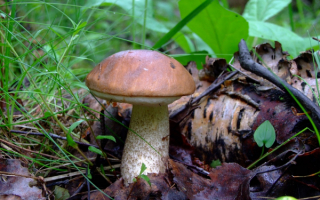 Масленок тянется к солнцу