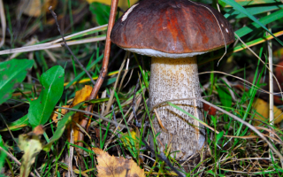 Подосиновик прячется в траве