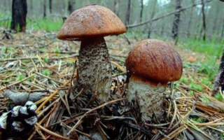 Подосиновики в хвое