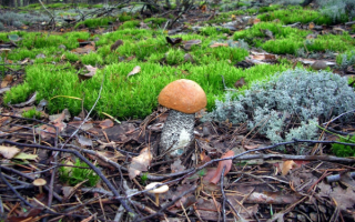 Подосиновик на поляне