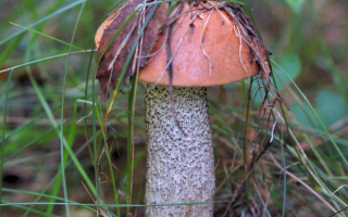 Подосиновик