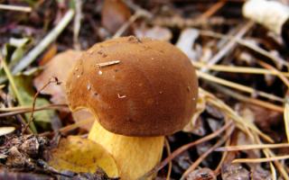 Польский гриб