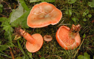 Грибы рыжики