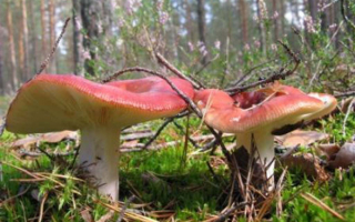 Грибы сыроежки