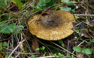 Черный груздь