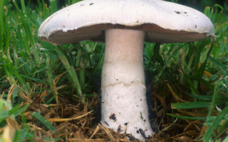 Шампиньон степной