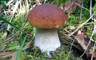 Белый гриб еловый