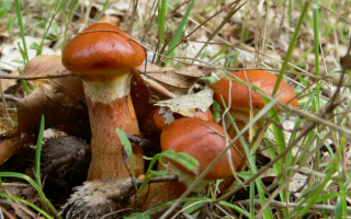 Семейство маслят