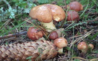 Маслята в траве