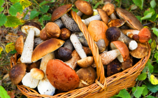 Корзина грибов