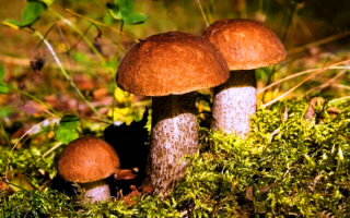 Подберезовики