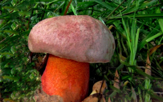 Пурпурный боровик