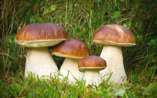 Семейка белых грибов