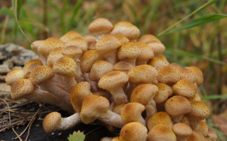 Семейка опят