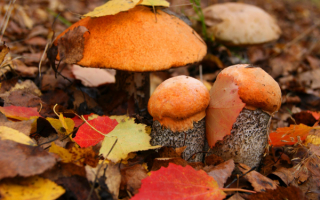 Семейка подосиновиков