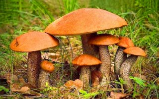 Семейство подосиновиков