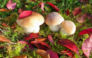 Три боровика