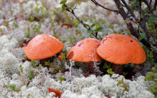 Три грибочка подосиновика